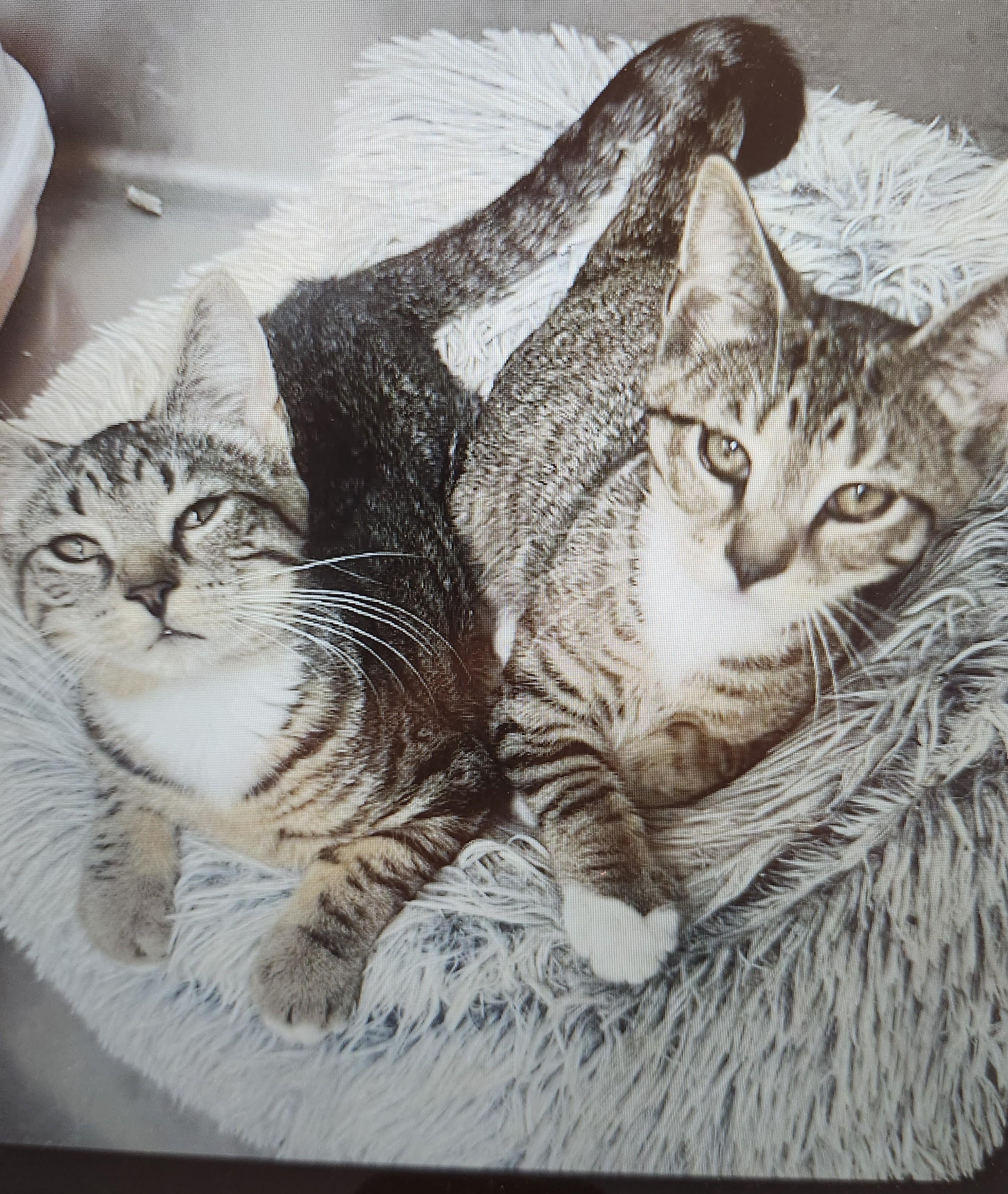 Asbury & Belmar - soooo sweet, ADOPTABLE, Kitten Male Tabby.