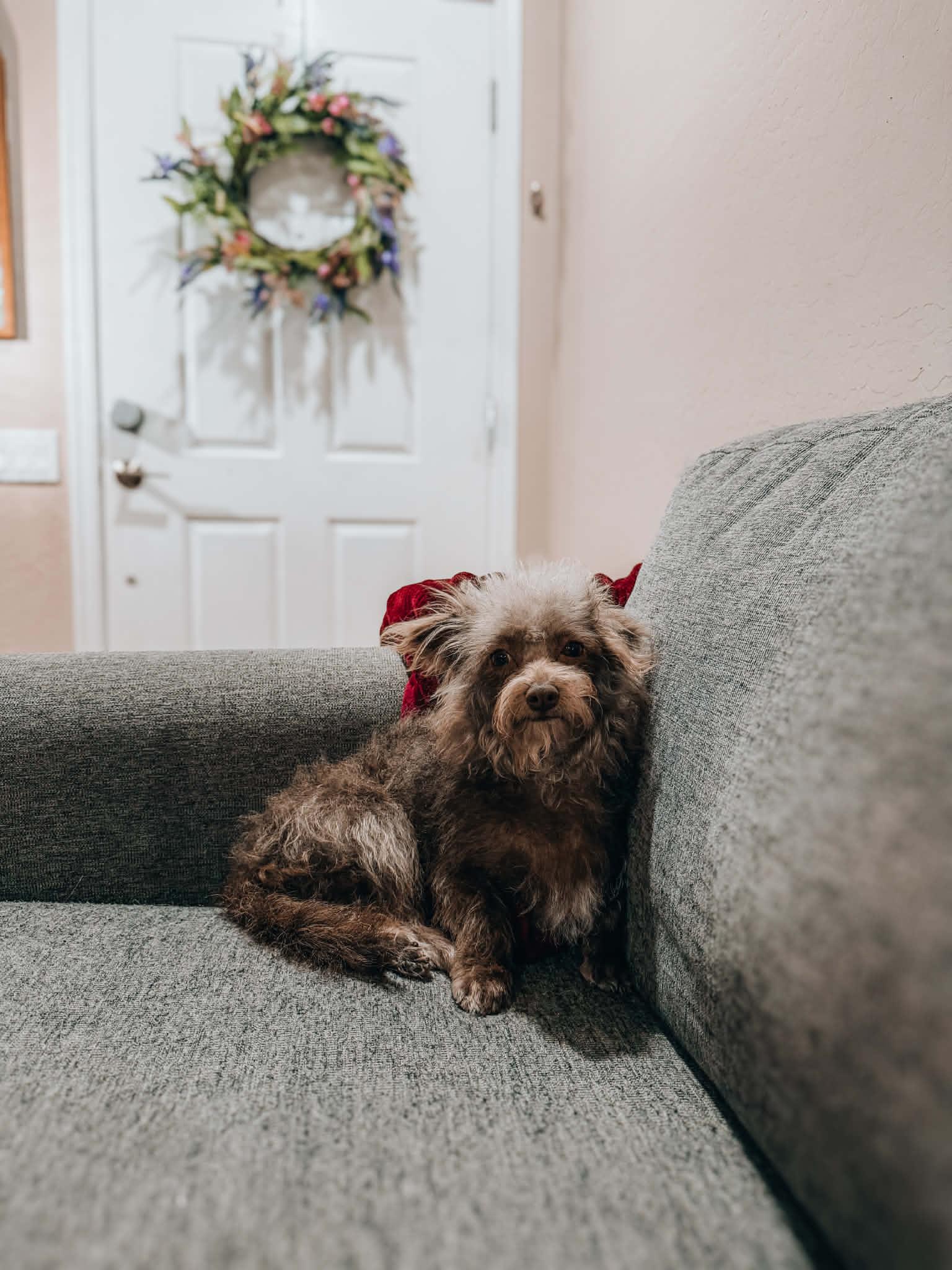 Enlarge Coco, a ADOPTABLE Yorkie Poo in Goodyear, AZ image 1/1