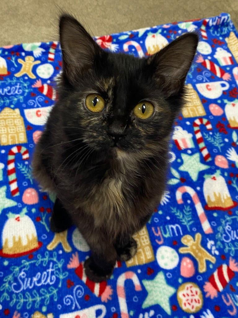 Enlarge Cher, a Adoptable Domestic Medium Hair in St. Helens, OR image 1/1