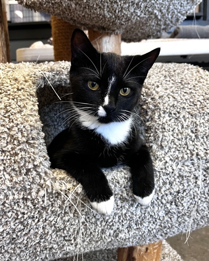 FIRECRACKER, Baby Female Domestic Short Hair