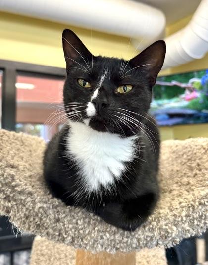 FIRECRACKER, an adoptable Domestic Short Hair in Fernandina Beach, FL, 32034 | Photo Image 2