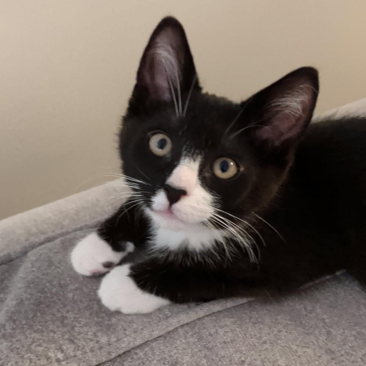 Flint, a Adoptable mixed breed in South Park, PA image 5/5