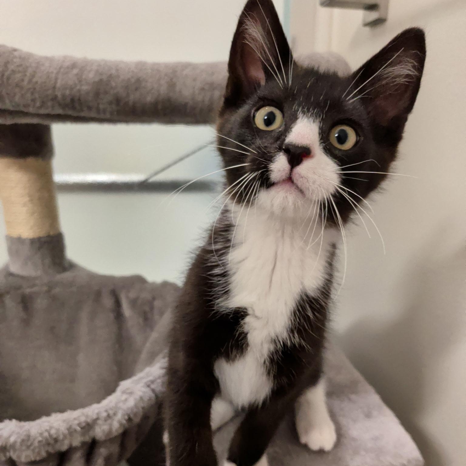 Flint, a Adoptable mixed breed in South Park, PA image 1/5