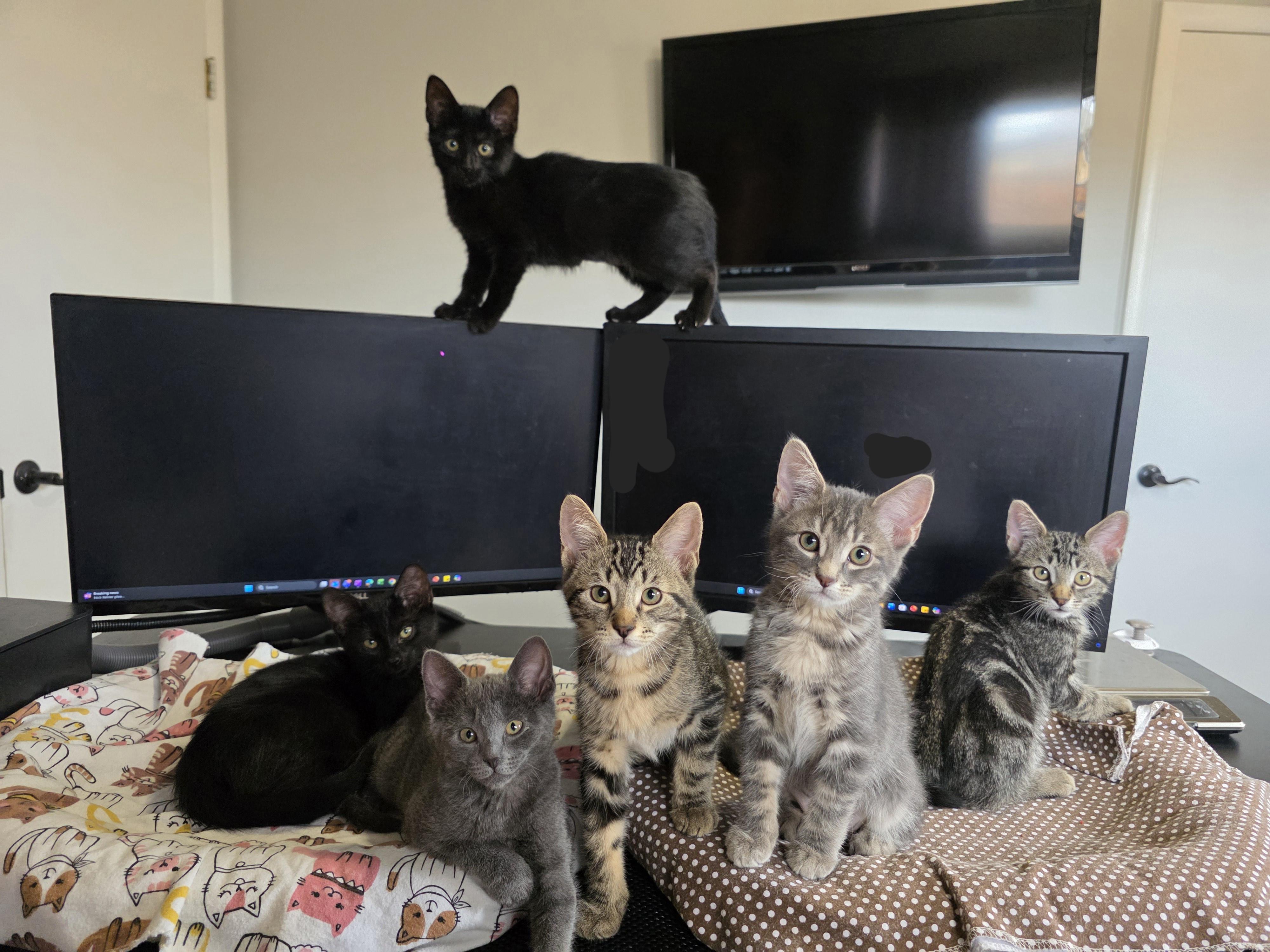 Enlarge Penny (gets adopted with Button), an adopted Tabby in Westminster, CO image 6/6