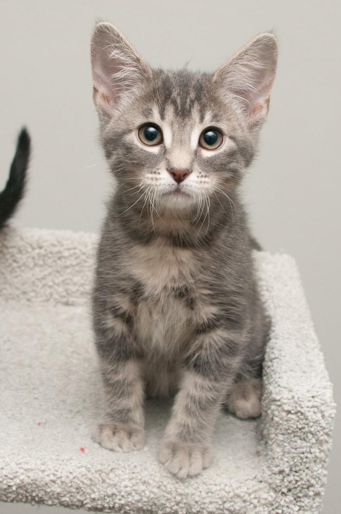 Enlarge Penny (gets adopted with Button), an adopted Tabby in Westminster, CO image 3/6