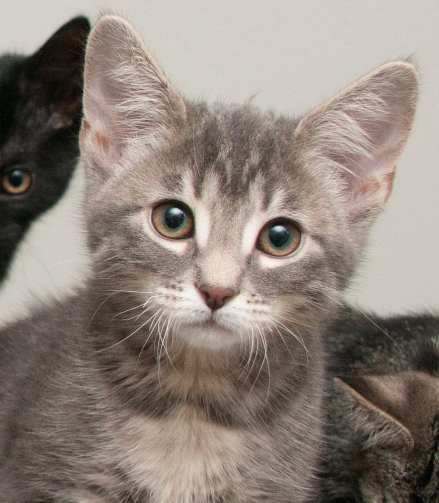Enlarge Penny (gets adopted with Button), an adopted Tabby in Westminster, CO image 1/6