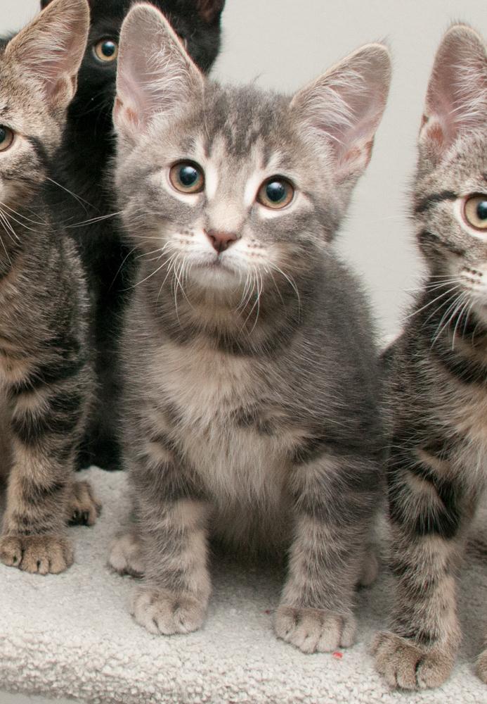 Enlarge Penny (gets adopted with Button), an adopted Tabby in Westminster, CO image 2/6