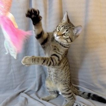 Enlarge Kongo, a Adoption Pending Domestic Short Hair in Minneapolis, MN image 1/1