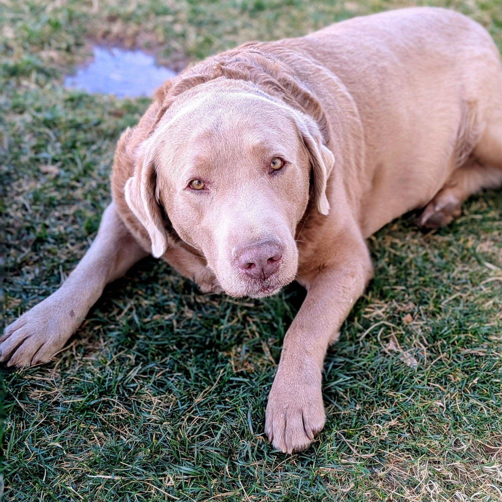 Enlarge Dolly, an adopted Labrador Retriever in St. George, UT image 2/3