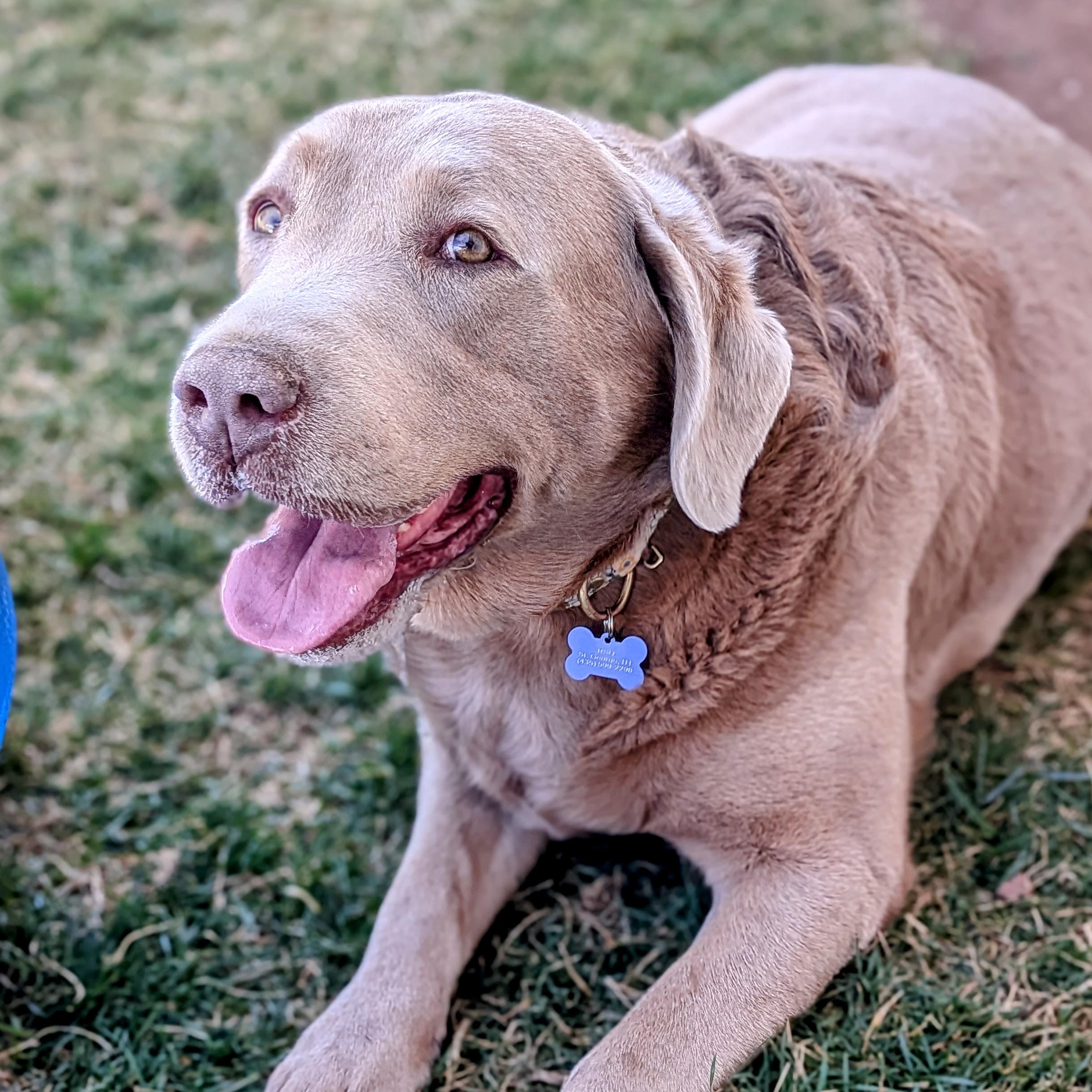 Enlarge Dolly, an adopted Labrador Retriever in St. George, UT image 3/3