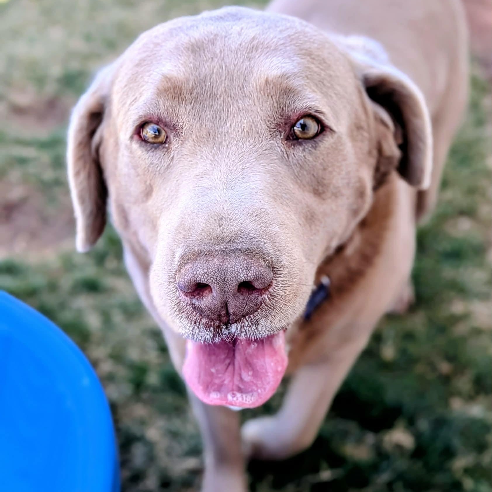 Dolly, adopted, Adult Female Labrador Retriever.