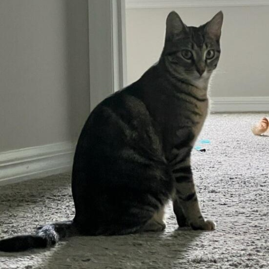 Enlarge Ainsley, a Adoptable mixed breed in Orlando, FL image 3/3