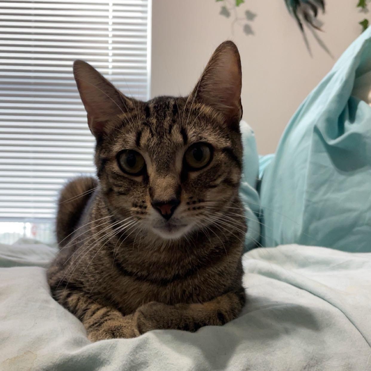 Ainsley, Adoptable, Young Female American Shorthair.