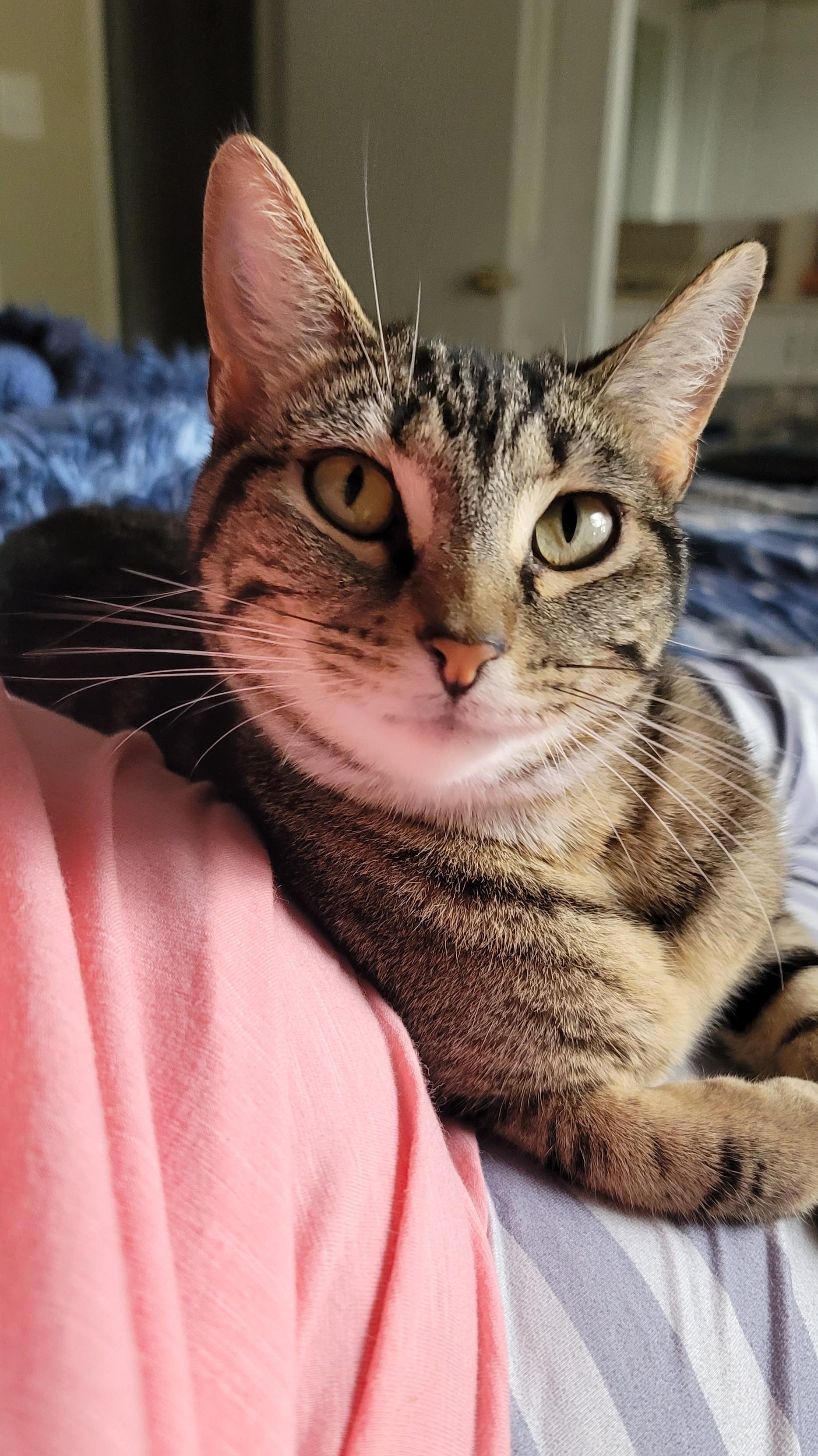 Ainsley, Adoptable, Adult Female American Shorthair.