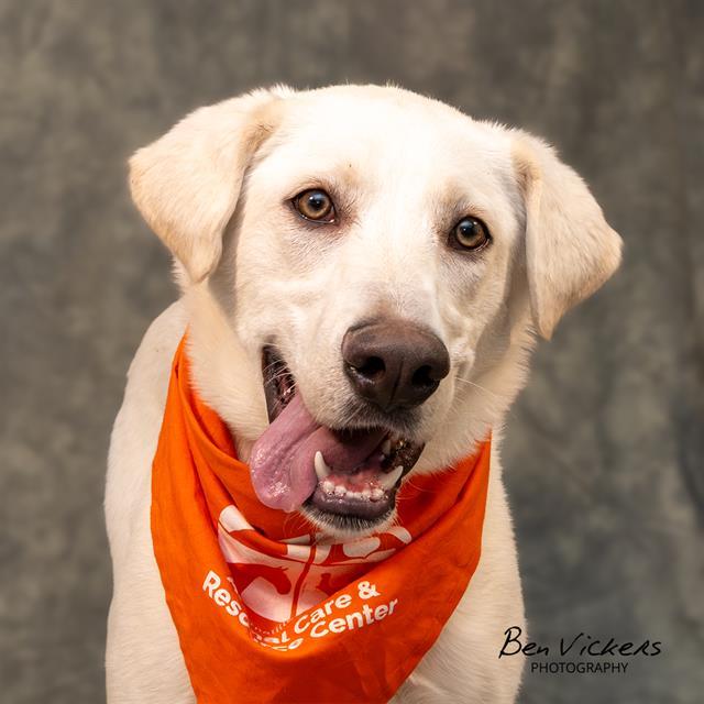 BRIDGET, Adoptable, Young Female Labrador Retriever & Mixed Breed.