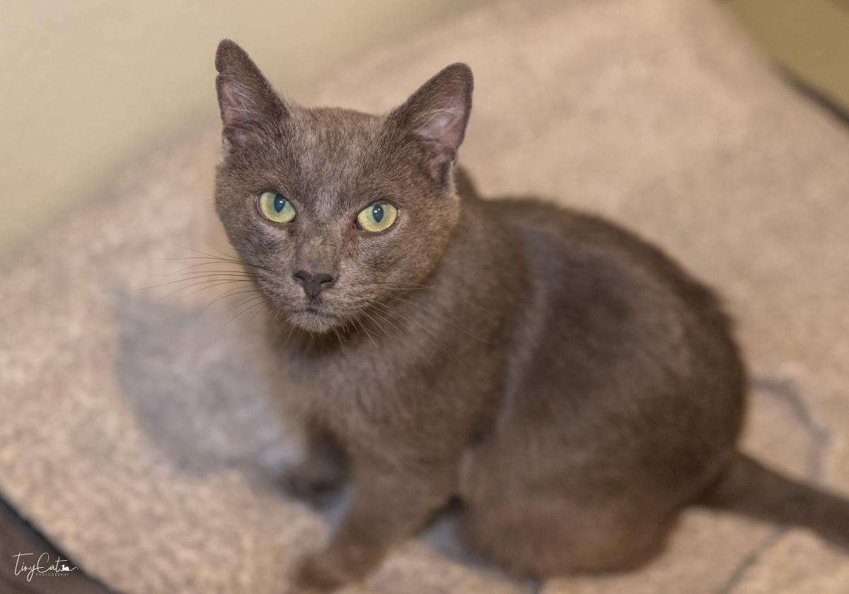 Enlarge Big Boy, a ADOPTABLE Domestic Short Hair in Lincoln, CA image 1/1