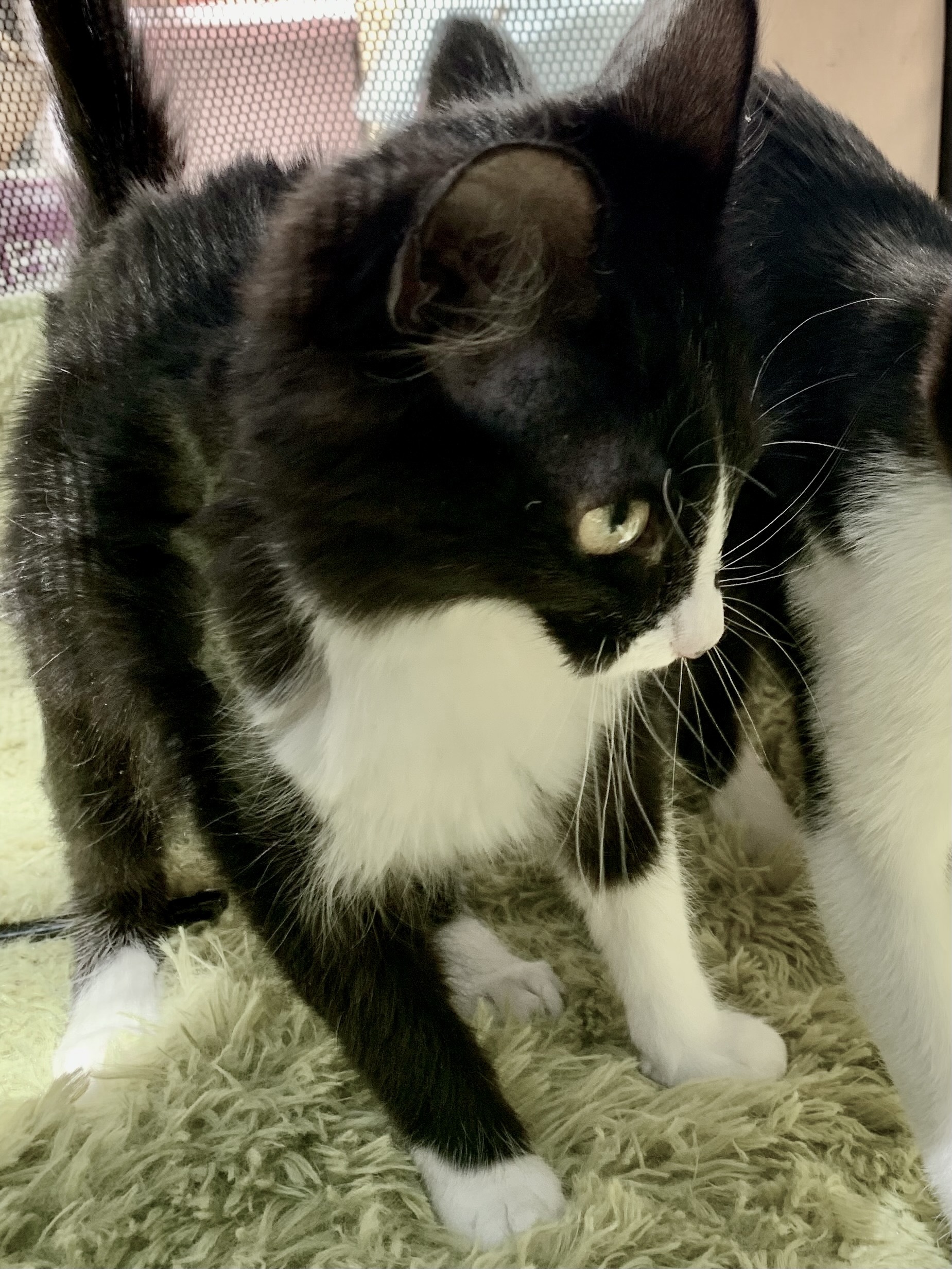 Inky, Adult Female Domestic Short Hair