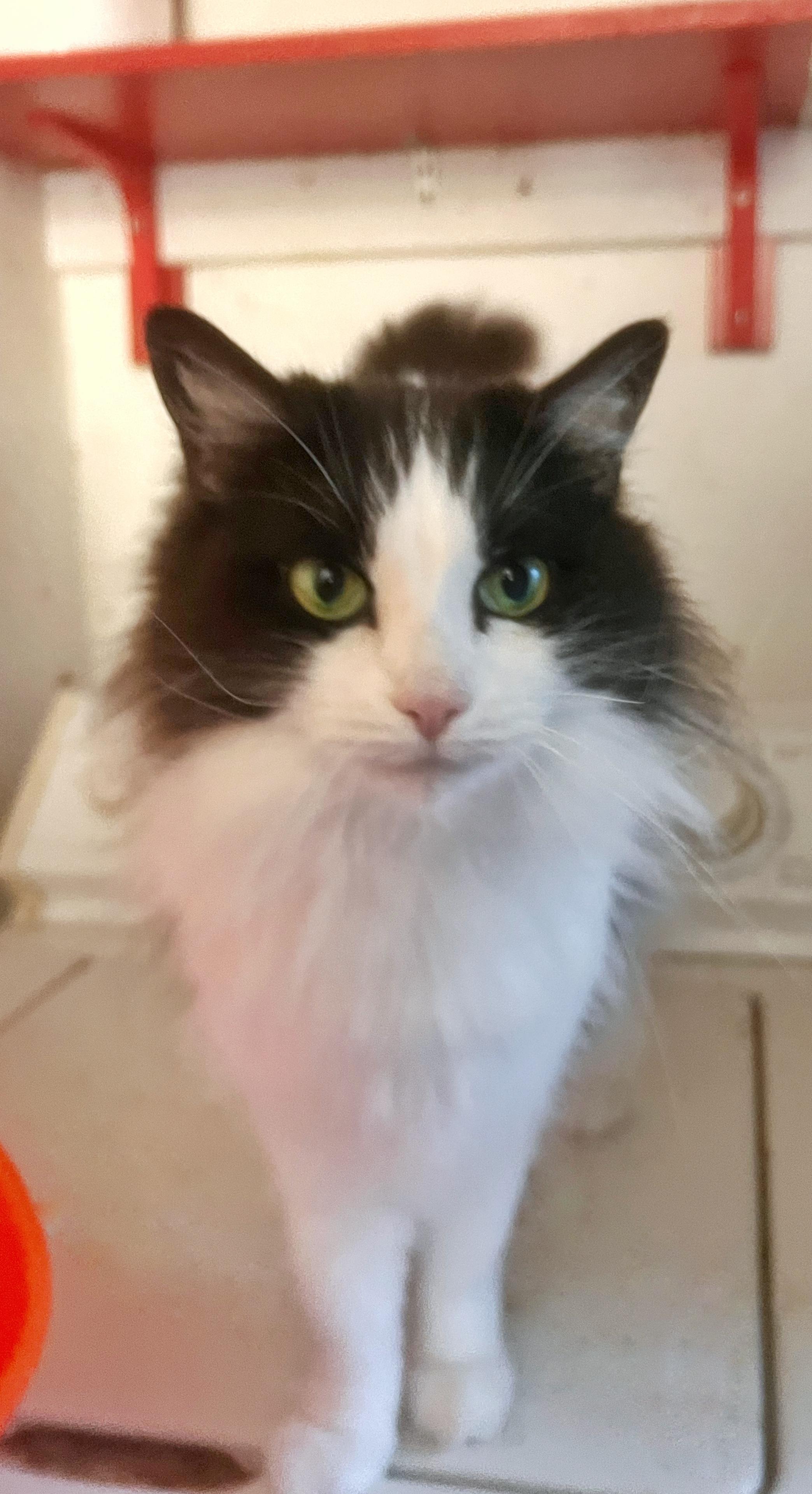 Inky, Adoptable, Adult Female Domestic Short Hair.