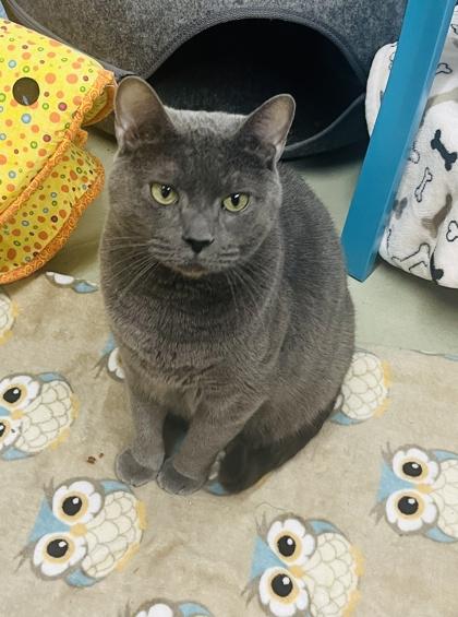 Enlarge Stud Muffin, a Adoptable mixed breed in Savannah, GA image 1/3