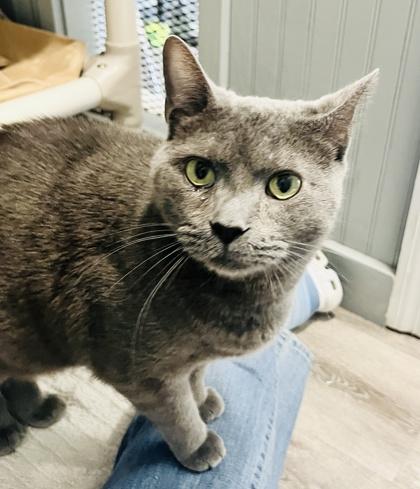 Enlarge Stud Muffin, a Adoptable mixed breed in Savannah, GA image 2/3