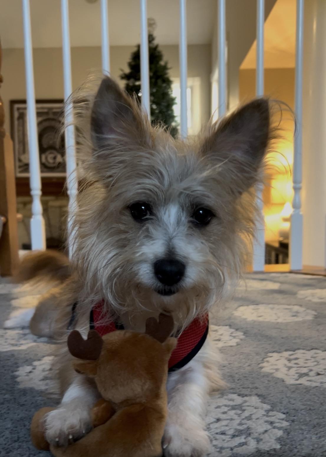 Oliver, a ADOPTABLE Wirehaired Terrier in Batavia, IL image 2/5