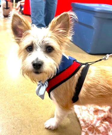Oliver, ADOPTABLE, Adult Male Wirehaired Terrier.