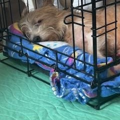 Oliver, a ADOPTABLE Wirehaired Terrier in Batavia, IL image 3/5