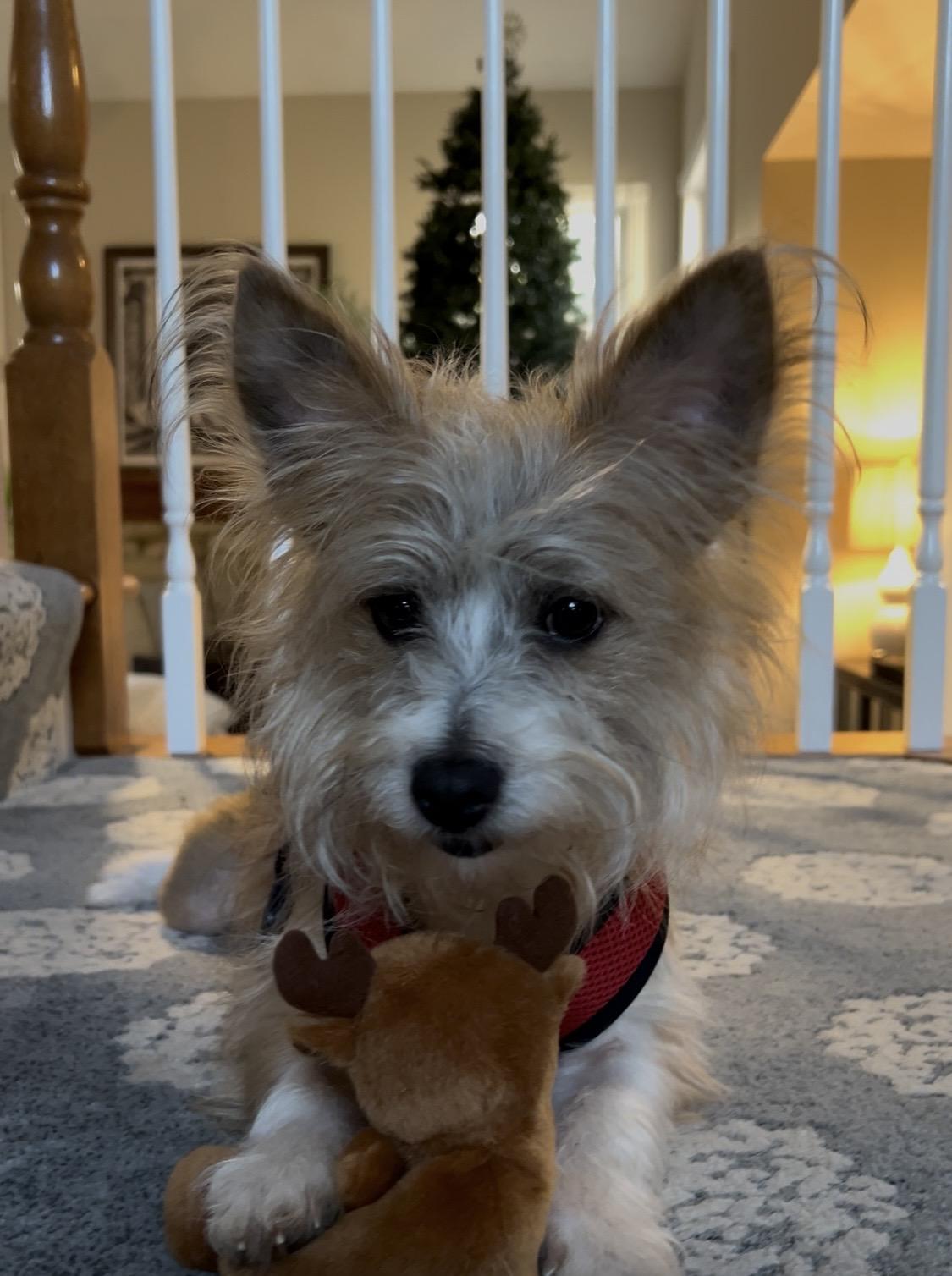 Oliver, a ADOPTABLE Wirehaired Terrier in Batavia, IL image 4/5