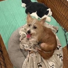 Oliver, a ADOPTABLE Wirehaired Terrier in Batavia, IL image 5/5