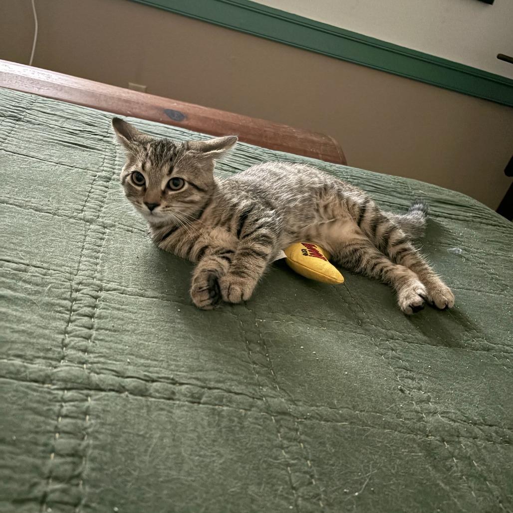 Mace, Adoptable, Kitten Male Domestic Short Hair.