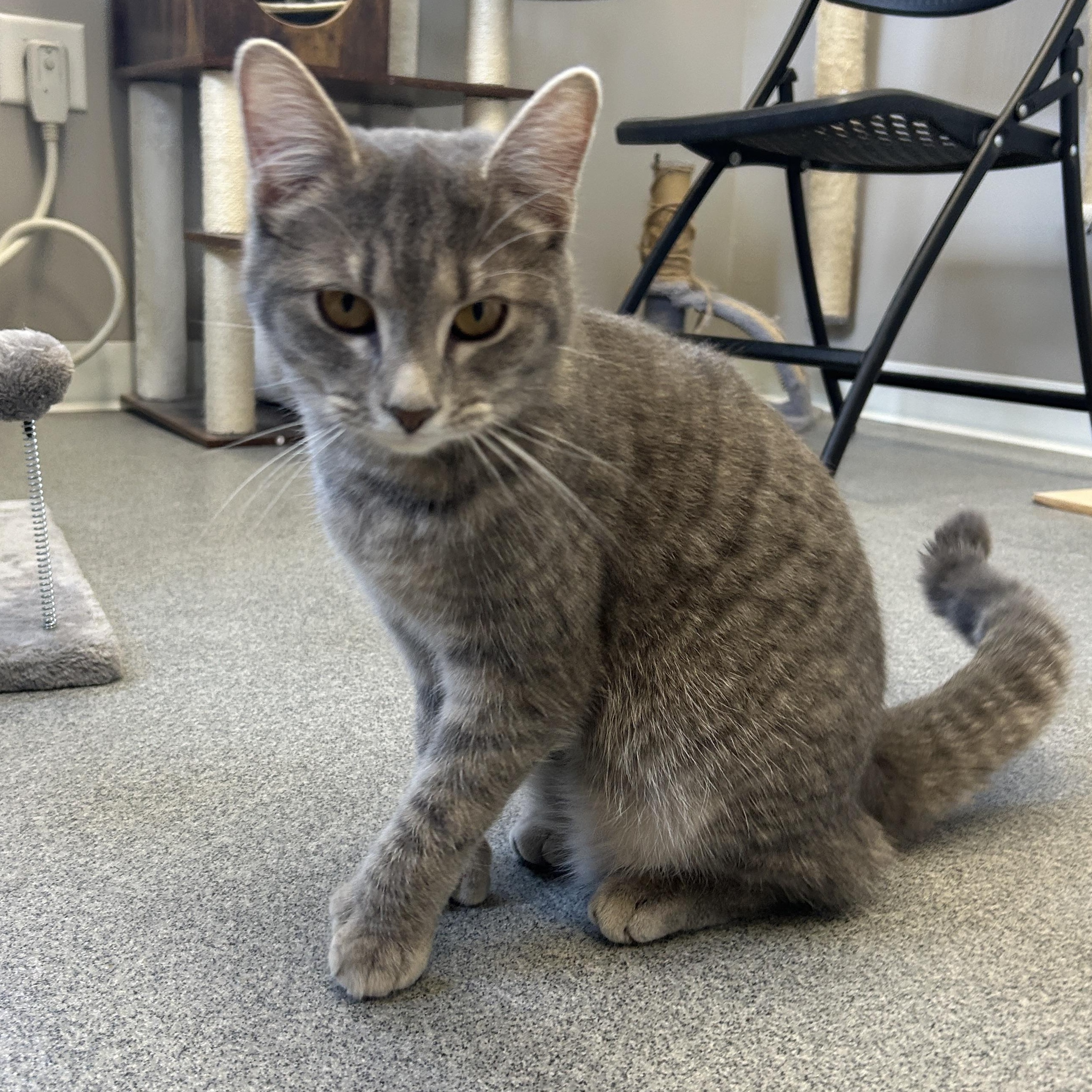Cinder, ADOPTABLE, Young Female American Shorthair.
