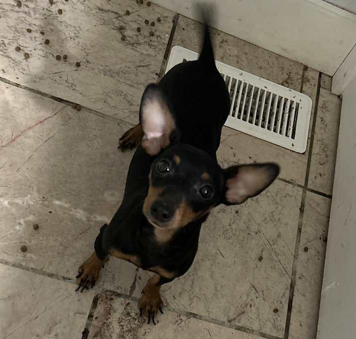 Cassie, Adoptable, Adult Female Miniature Pinscher.