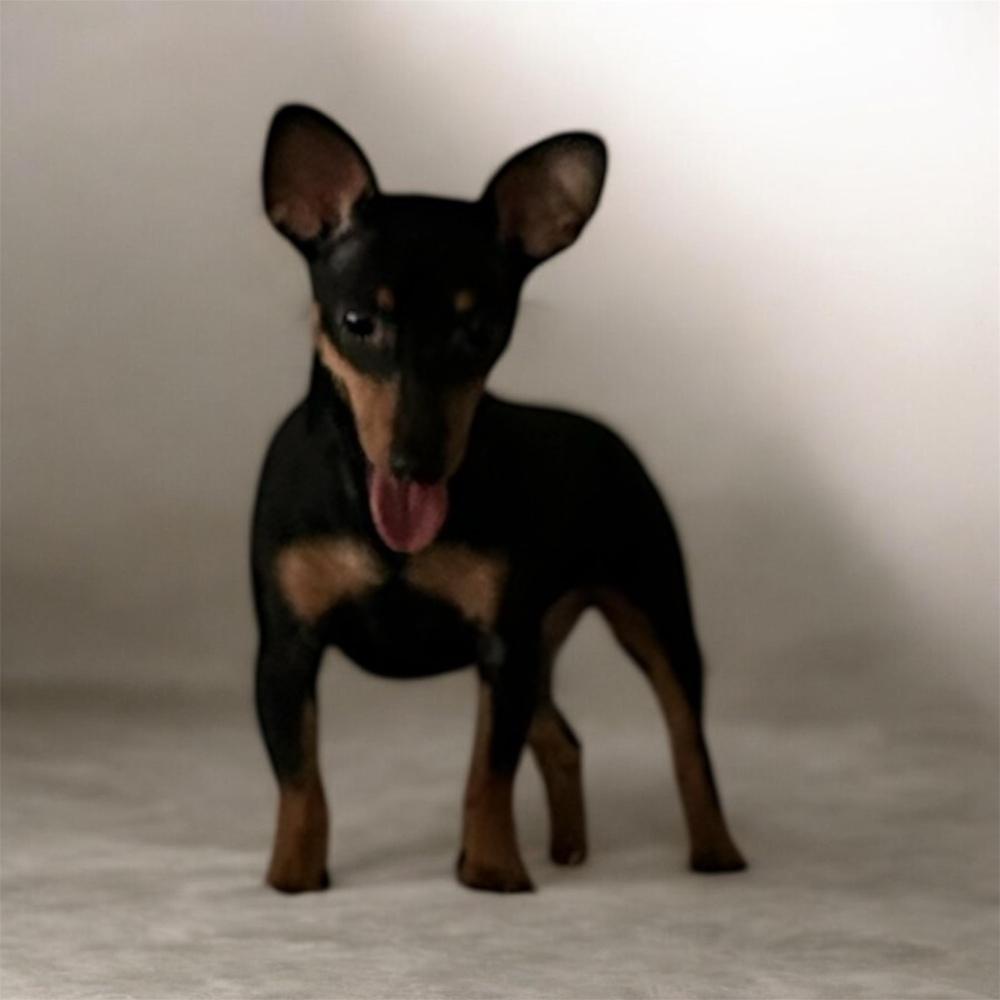 Enlarge Cassie, a Adoptable Miniature Pinscher in Brownstown, IN image 3/3