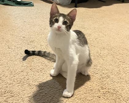 Lil Boy (157813)(In a Foster Home), ADOPTABLE, Young Male Domestic Short Hair.