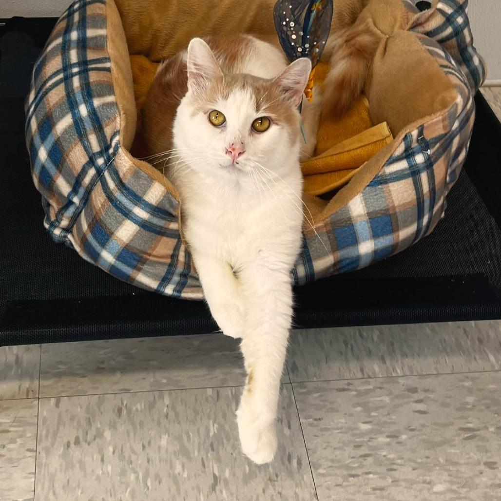 Sindri, Adoptable, Adult Male Domestic Medium Hair & Domestic Medium Hair.