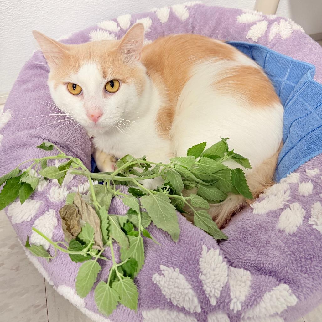 Enlarge Sindri, a Adoptable mixed breed in Binghamton, NY image 2/3