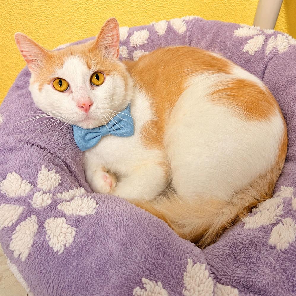 Enlarge Sindri, a Adoptable mixed breed in Binghamton, NY image 3/3