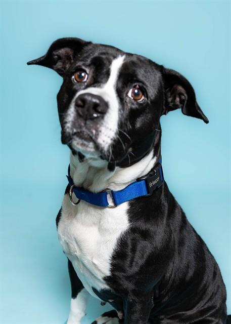 Enlarge XENA, a Adoptable American Staffordshire Terrier in Fort Lauderdale, FL image 1/1