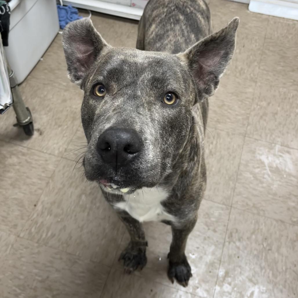 Sterling, Adoptable, Adult Male Pit Bull Terrier.