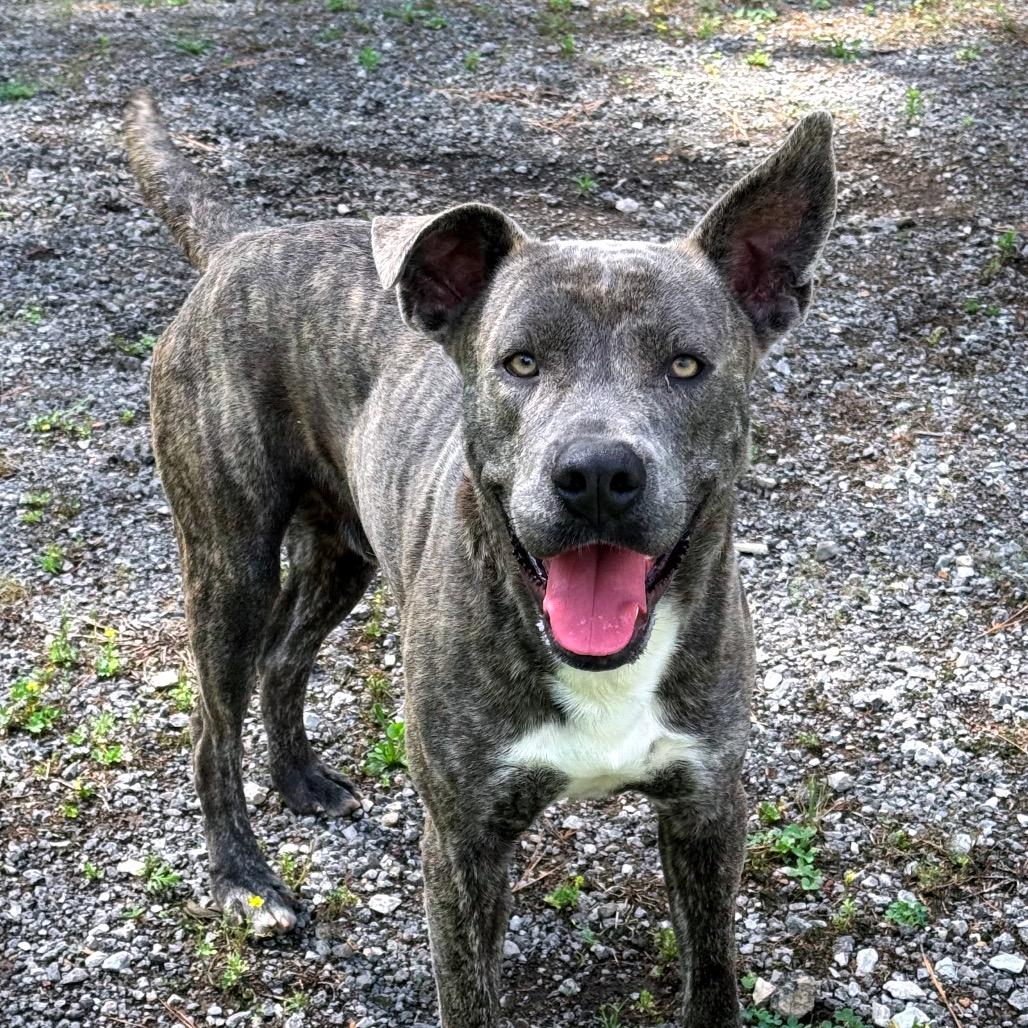 Enlarge Sterling, a Adoptable Pit Bull Terrier in Birmingham, AL image 2/4