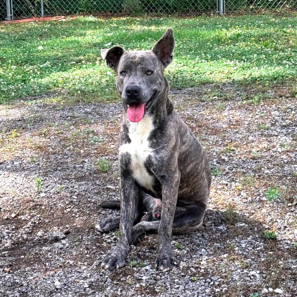 Enlarge Sterling, a Adoptable Pit Bull Terrier in Birmingham, AL image 3/4