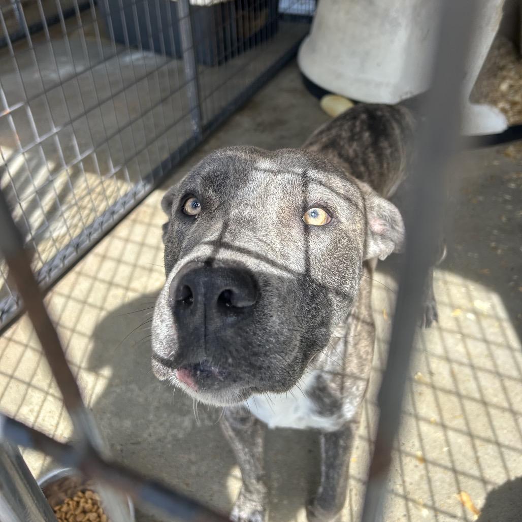 Enlarge Sterling, a Adoptable Pit Bull Terrier in Birmingham, AL image 2/2