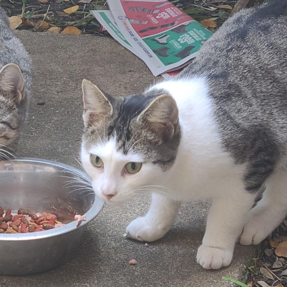 Enlarge Steven Tyler, a Adoptable Domestic Short Hair in Carrollton, TX image 1/1