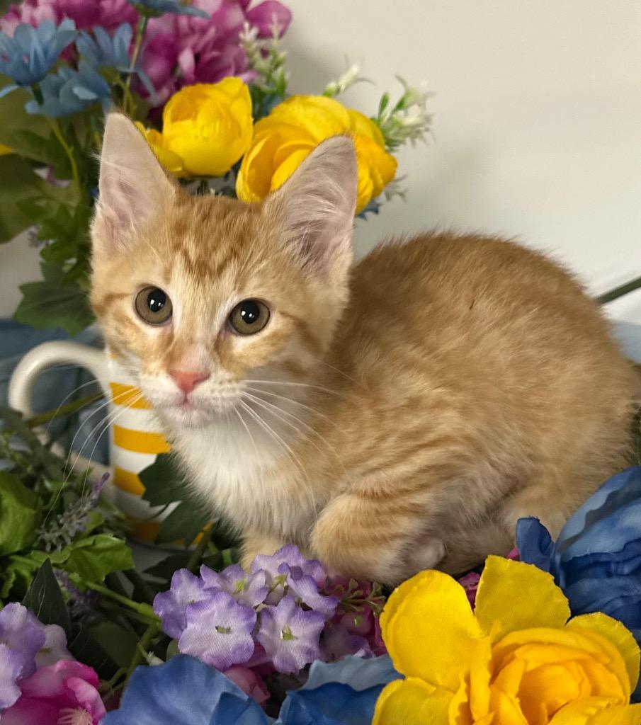 Enlarge 1/5/26 Viola, a Adoptable mixed breed in Stillwater, OK image 1/1