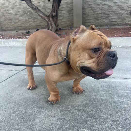 Studley, a Adoptable English Bulldog in Turlock, CA image 1/6