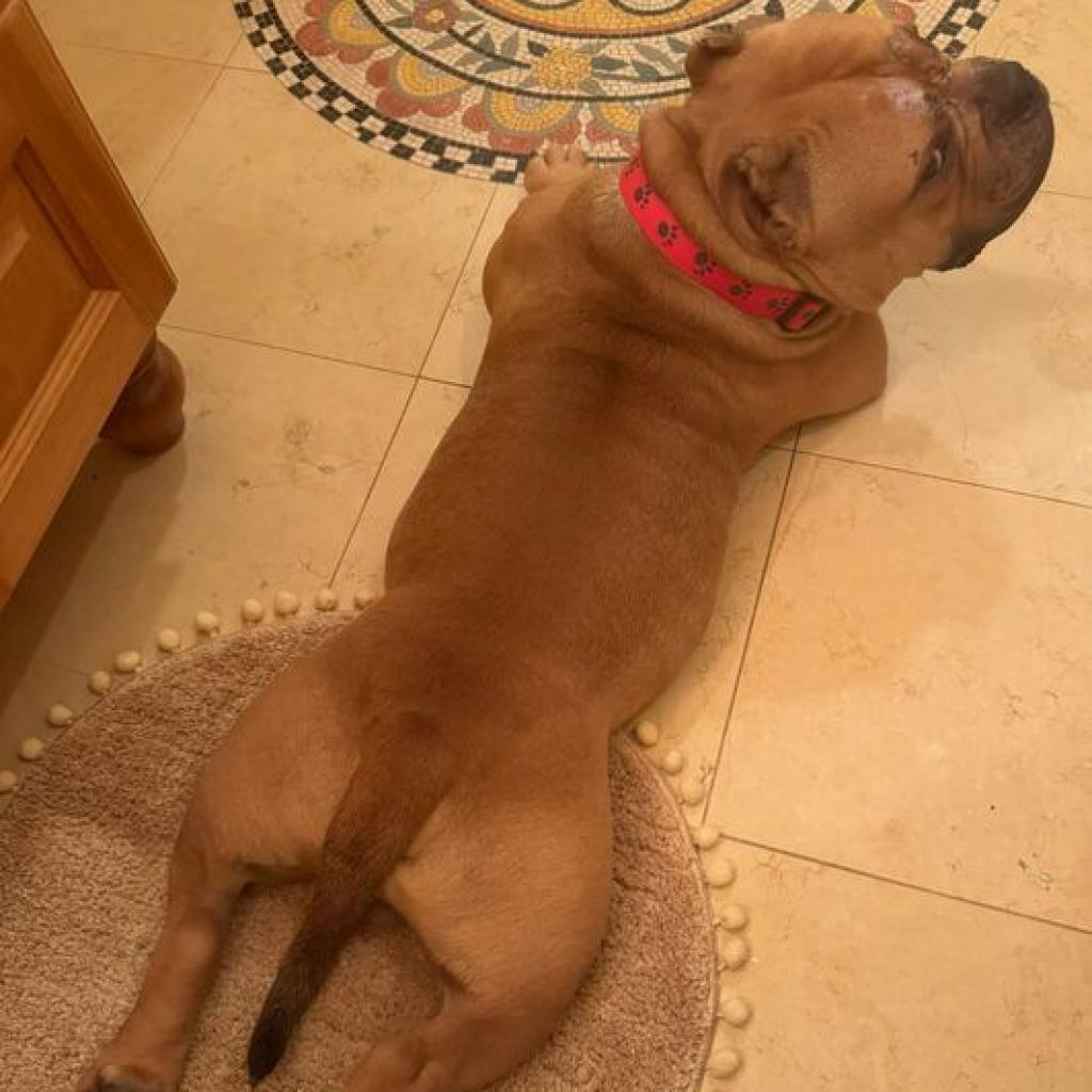 Studley, a Adoptable English Bulldog in Turlock, CA image 5/6