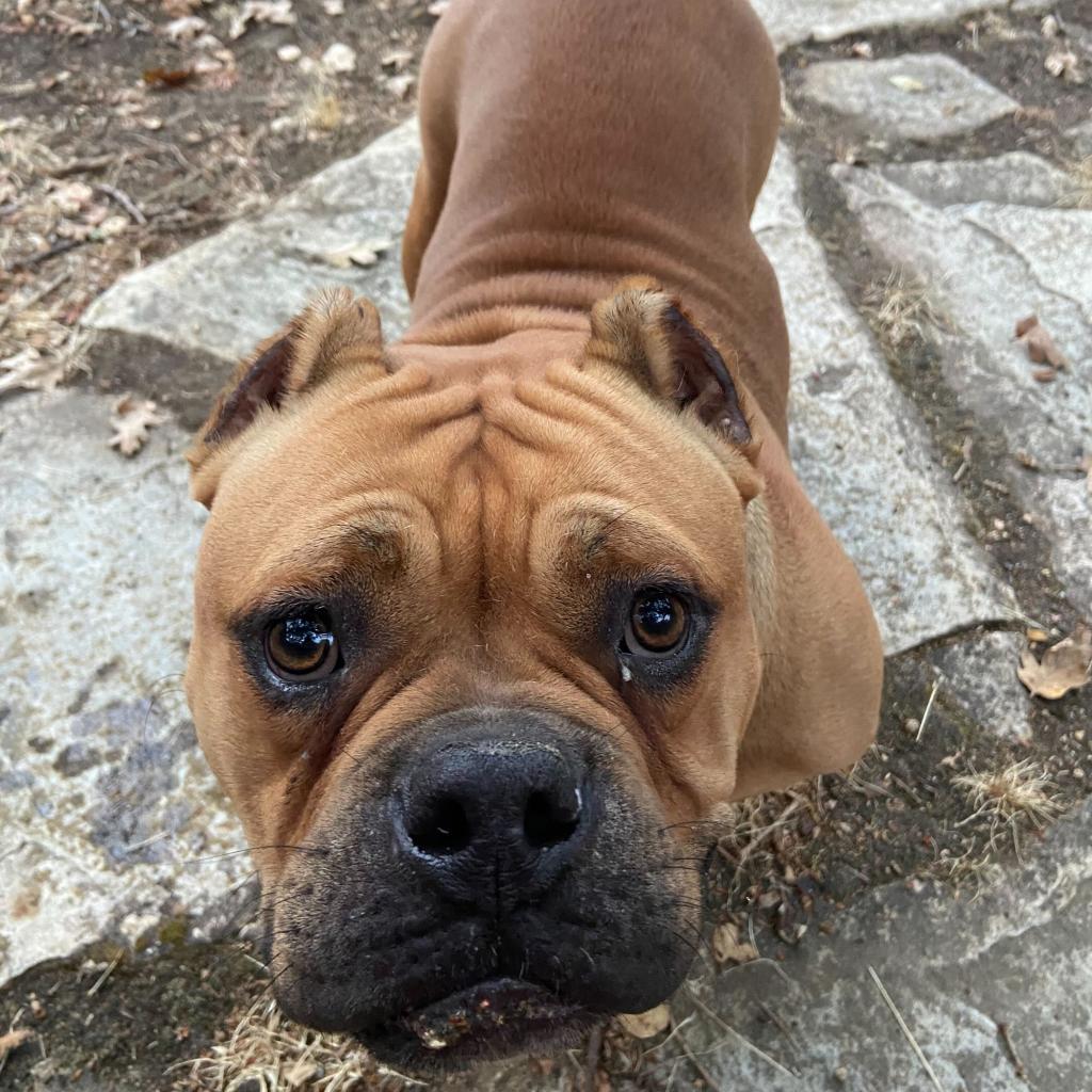 Studley, a Adoptable English Bulldog in Turlock, CA image 6/6
