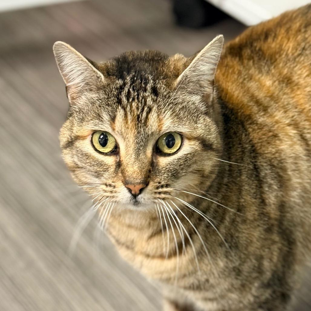 Lola — thumbnail 4