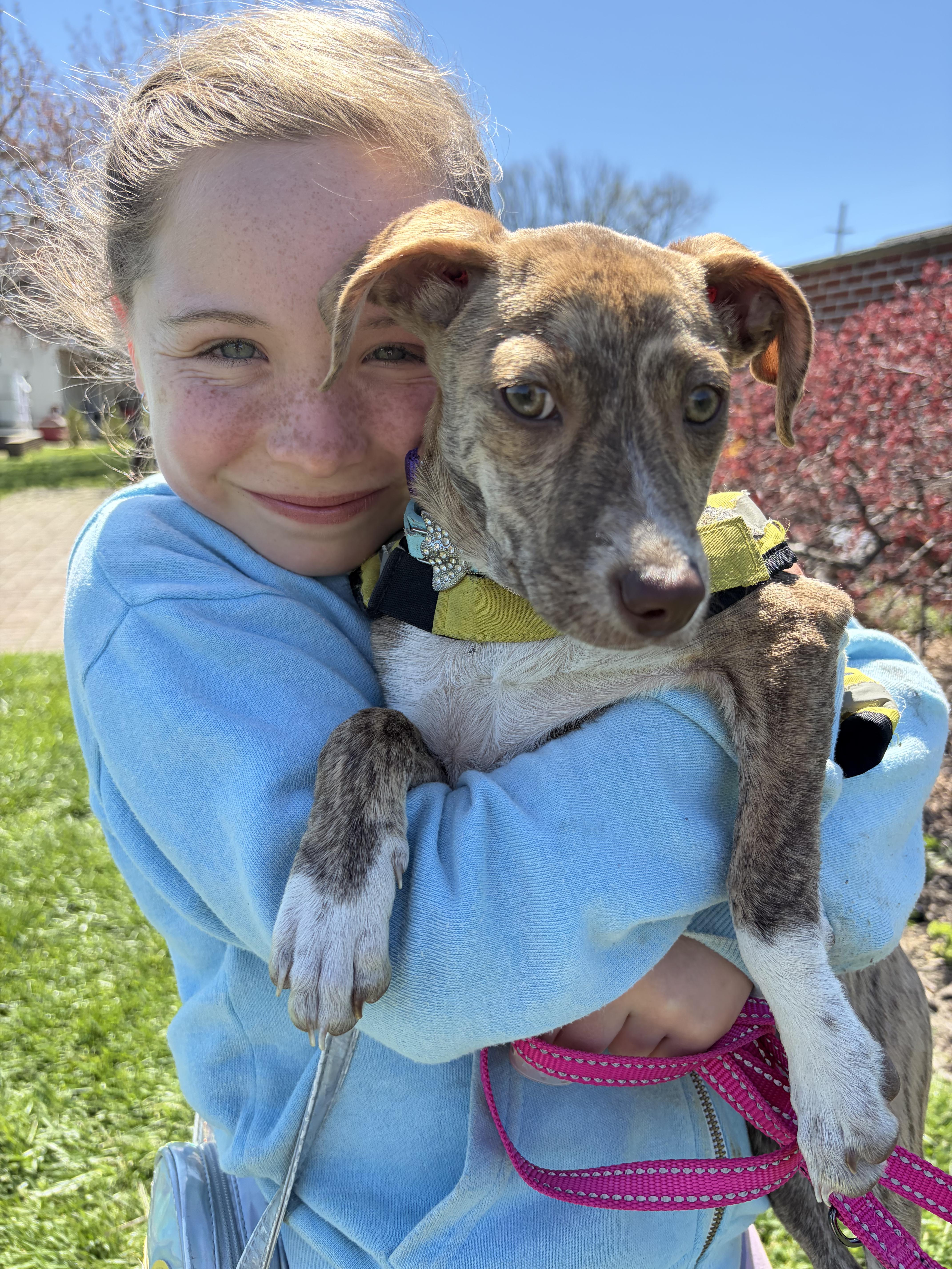 Enlarge Kelly , a ADOPTABLE mixed breed in New York, NY image 3/6