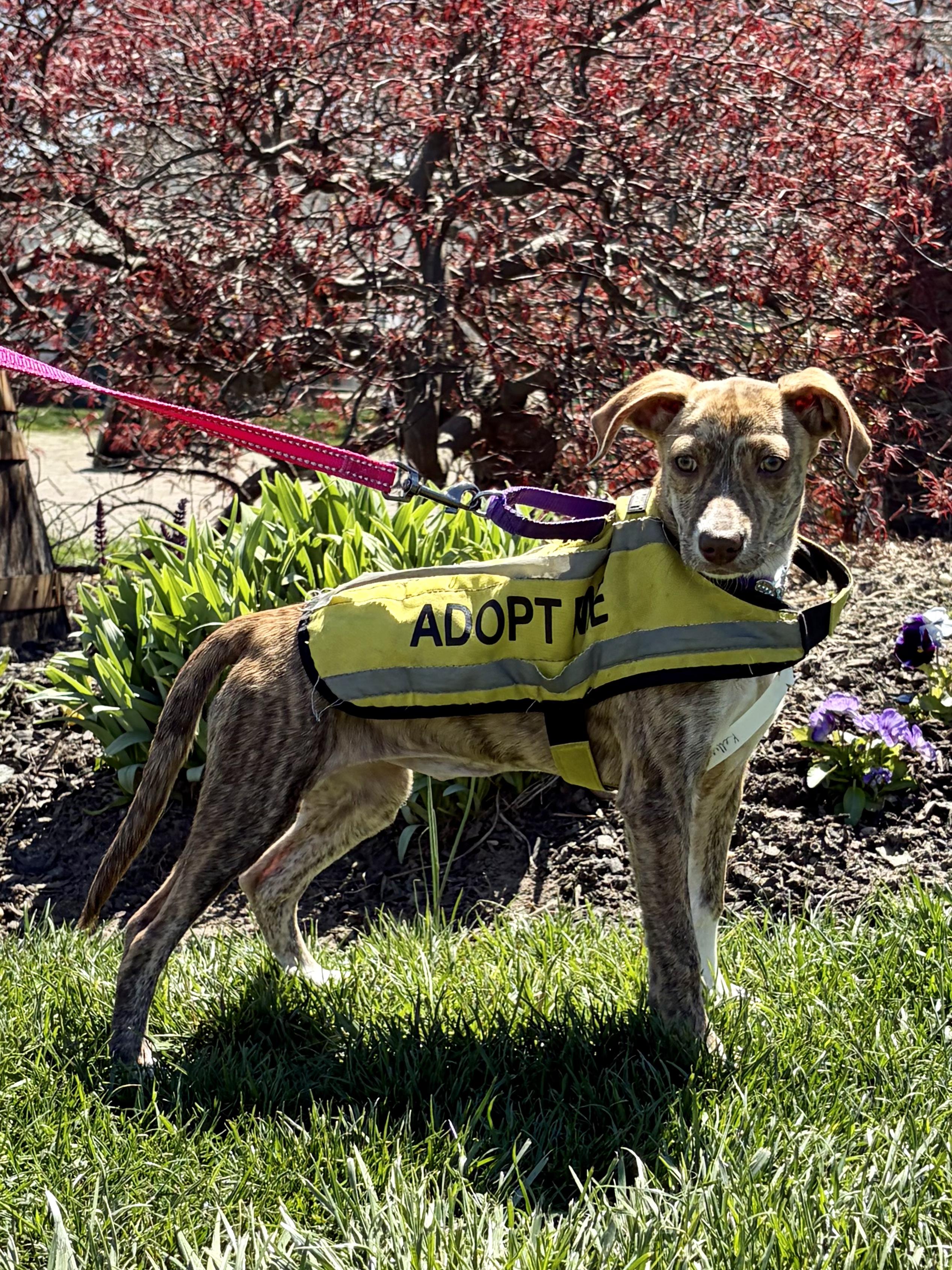 Enlarge Kelly , a ADOPTABLE mixed breed in New York, NY image 1/6